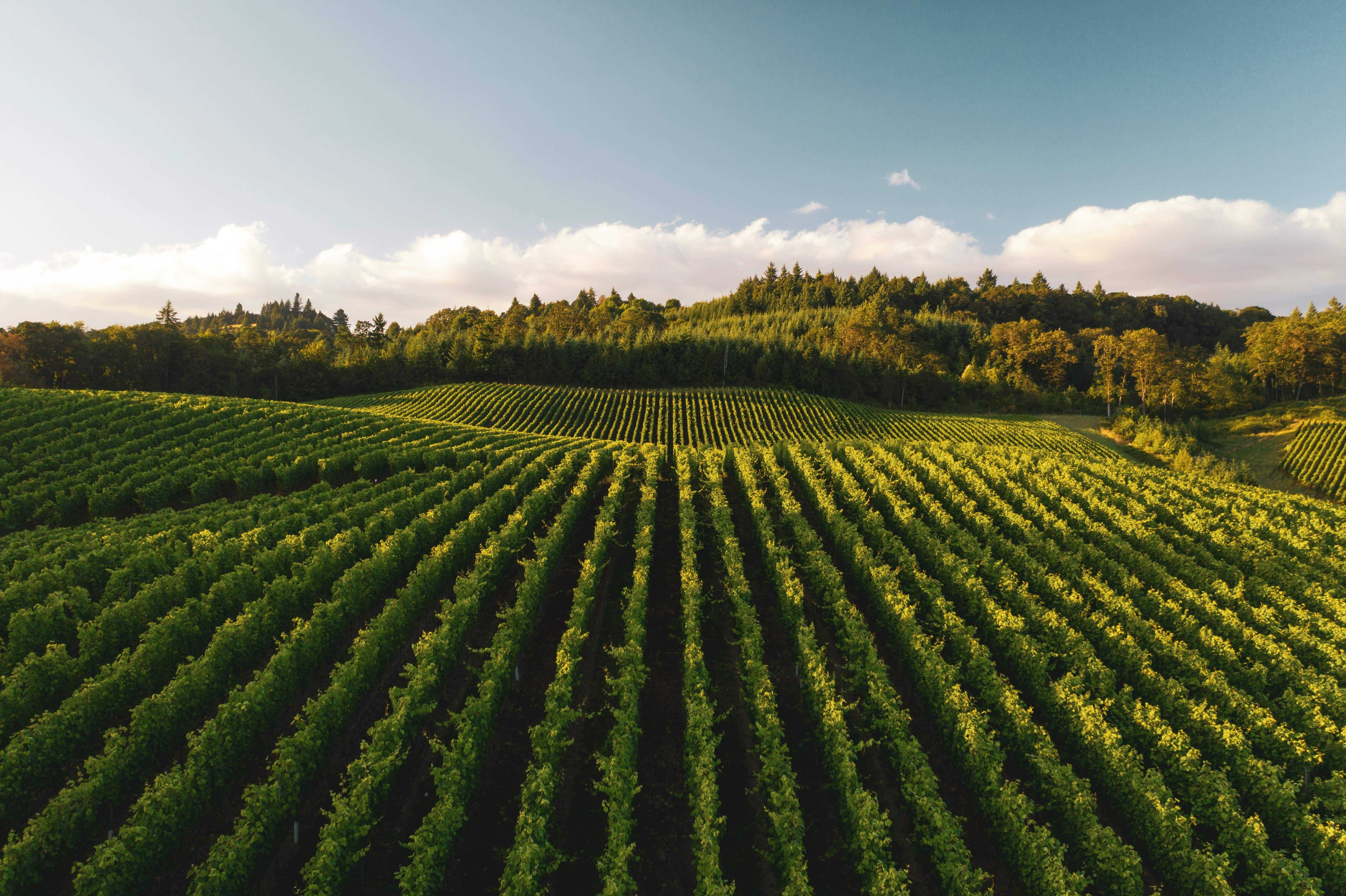 Vineyards in the Champagne region of France, showcasing terroir and grape cultivation